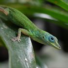 Anolis