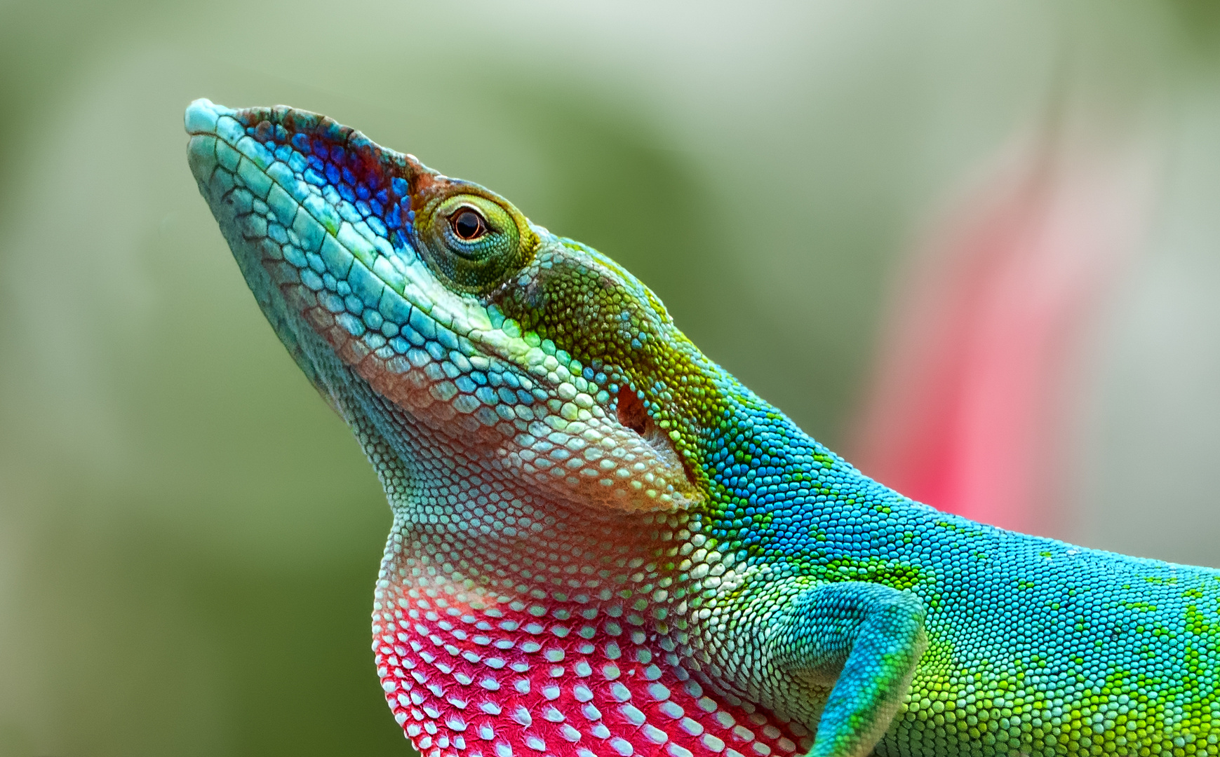 Anolis Foto & Bild north america, central america, caribbean sea
