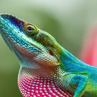 Anolis