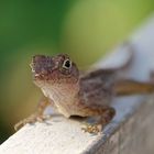 Anolis