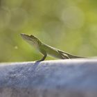 Anolis allisoni