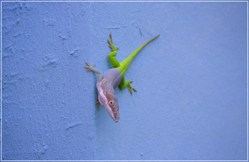 Anolis allisoni (Cuba)