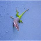 Anolis allisoni (Cuba)