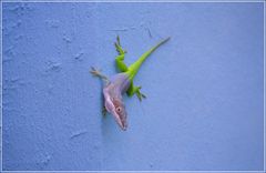 Anolis allisoni (Cuba)