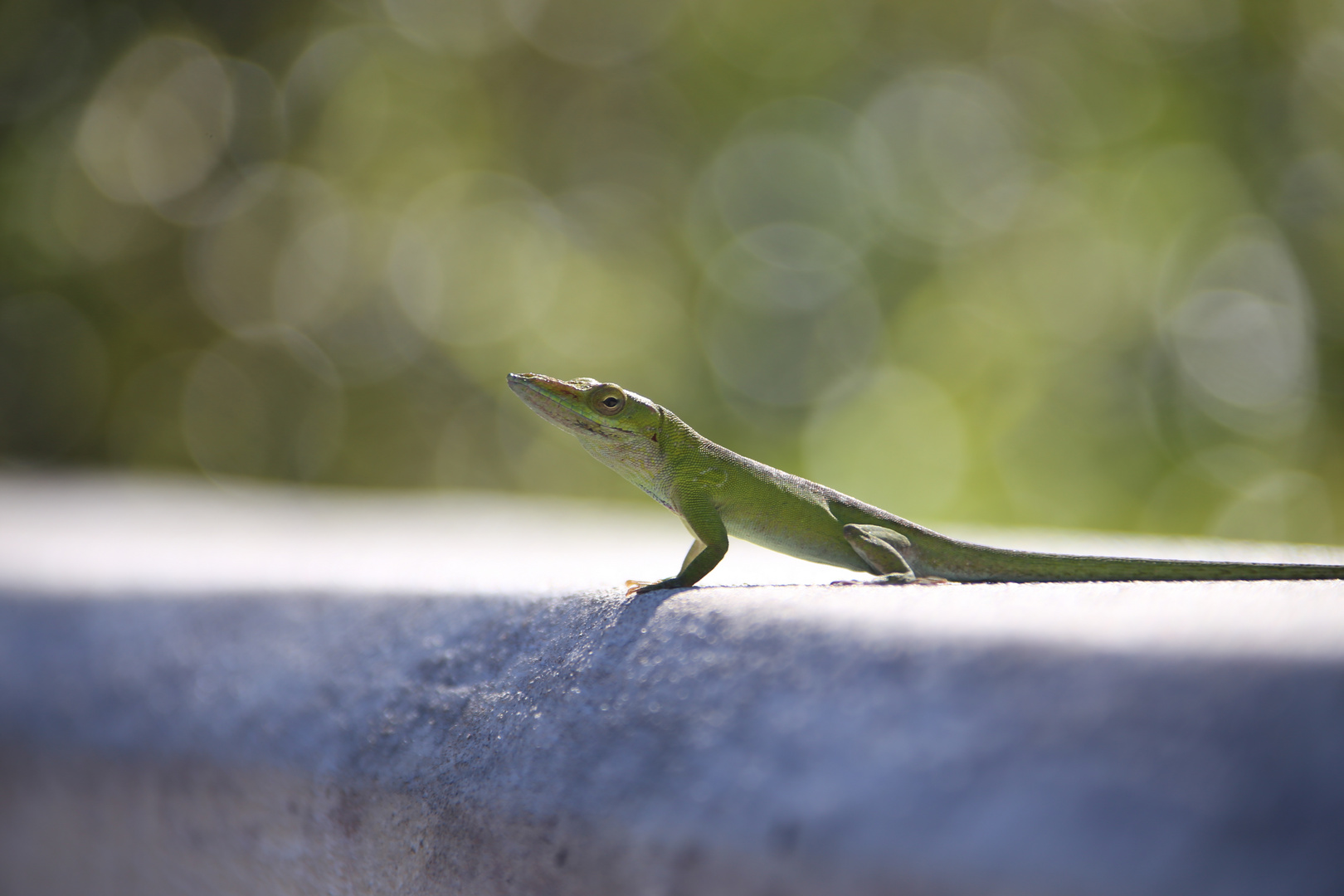 Anolis Allisoni - grüne Eidechse