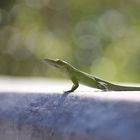 Anolis Allisoni - grüne Eidechse