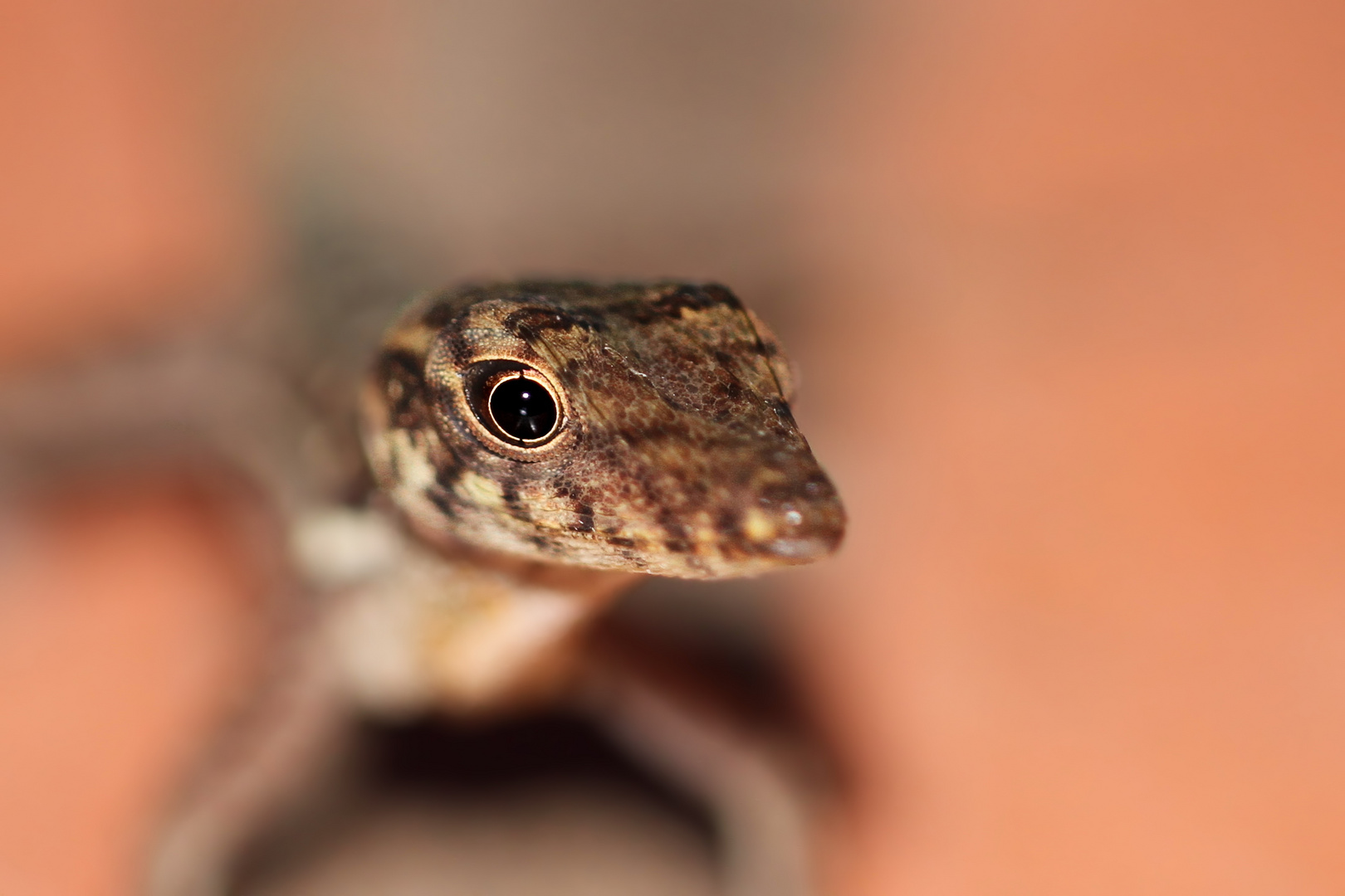 Anolis aquaticus Foto & Bild natur, tiere, wildlife Bilder auf