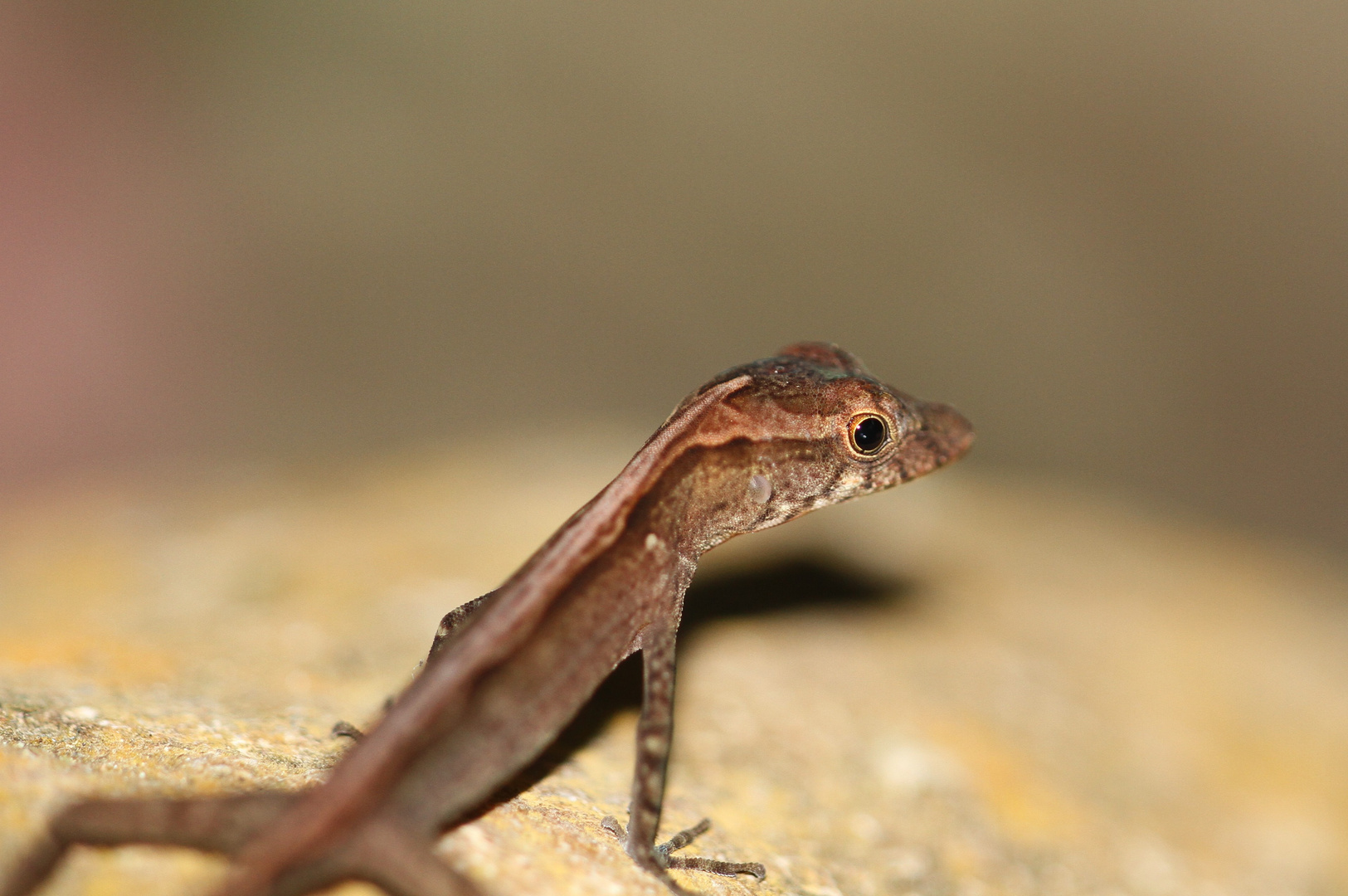 Anolis aquaticus Foto & Bild world, natur, tiere Bilder auf