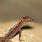 Anolis aquaticus