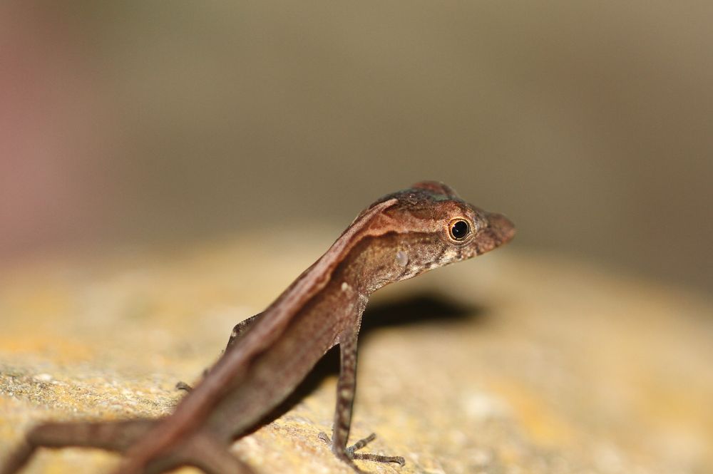 Anolis aquaticus Foto & Bild world, natur, tiere Bilder auf