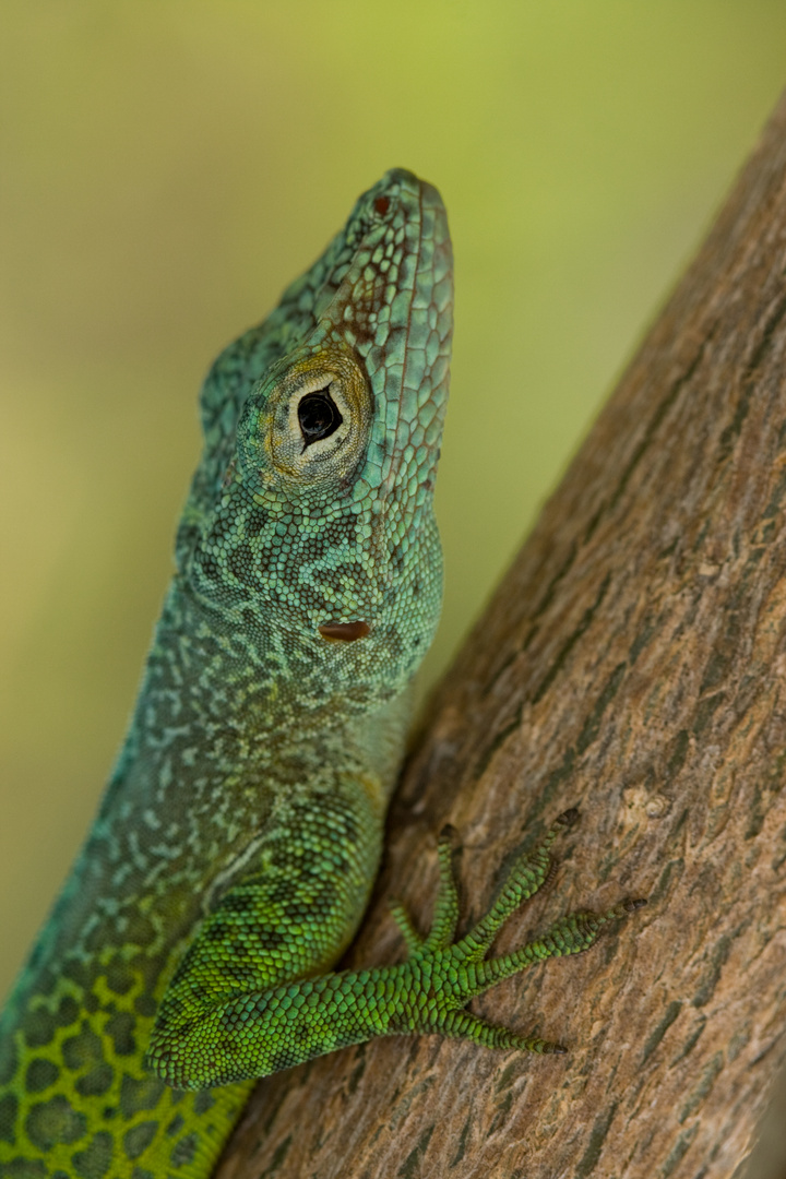 Anolis