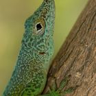 Anolis