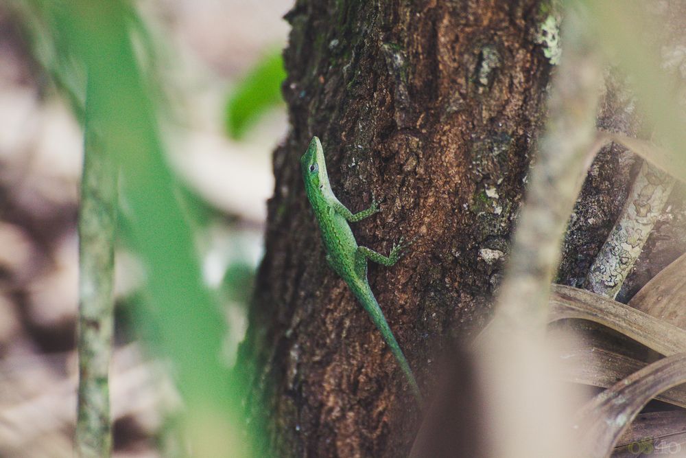 Anolis carolinensis Foto & Bild tiere, wildlife, amphibien