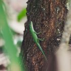 Anolis carolinensis