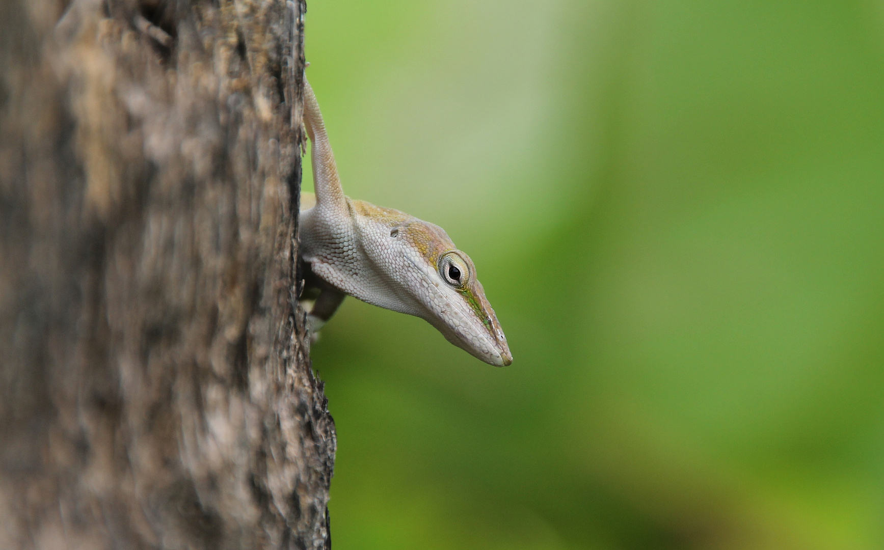 Anolis carolinensis