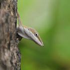 Anolis carolinensis