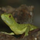 Anolis Chevalier