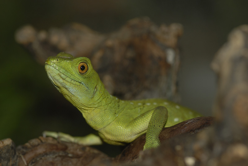 Anolis Chevalier