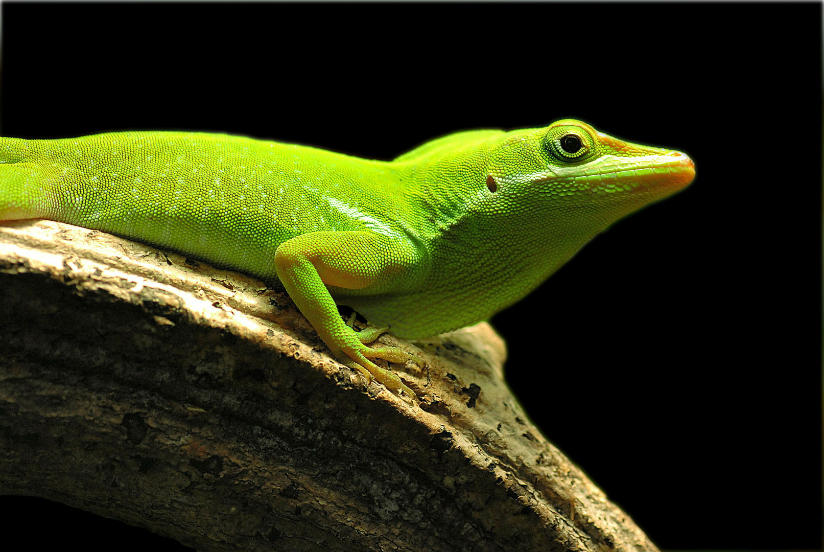 Anolis coelestinus