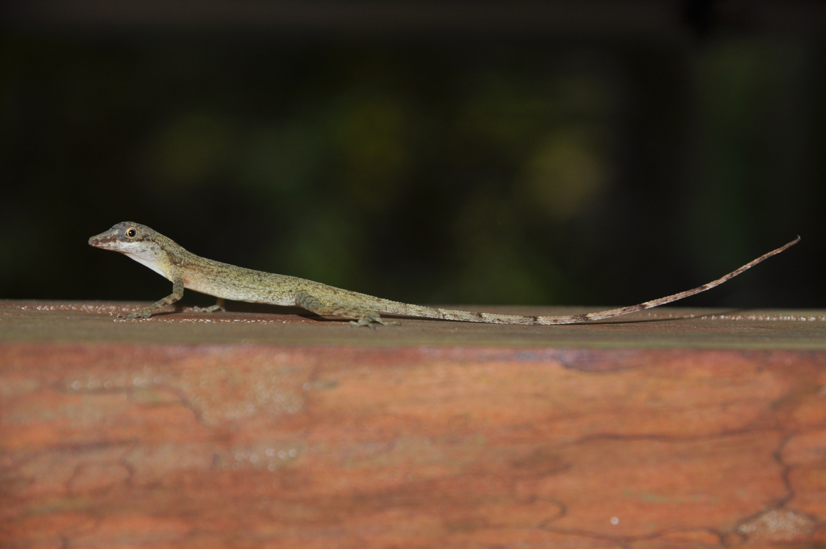 Anolis, Costa Rica