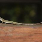 Anolis, Costa Rica