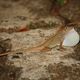 Anolis cristatellus