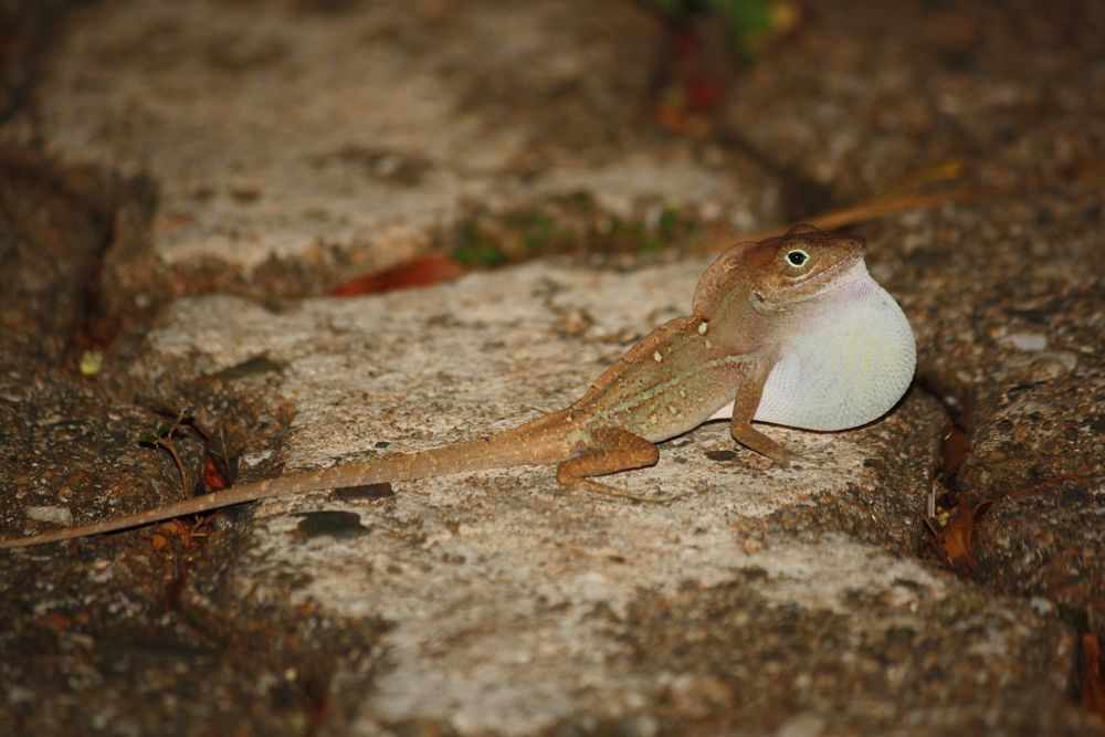 Anolis cristatellus von ARTim 