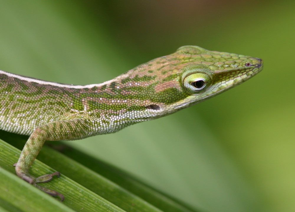 Anolis cubano