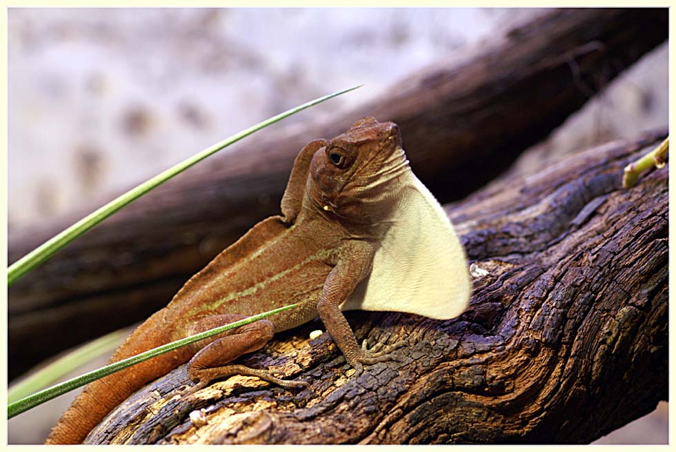 Anolis cybotes (Dickkopfanolis)