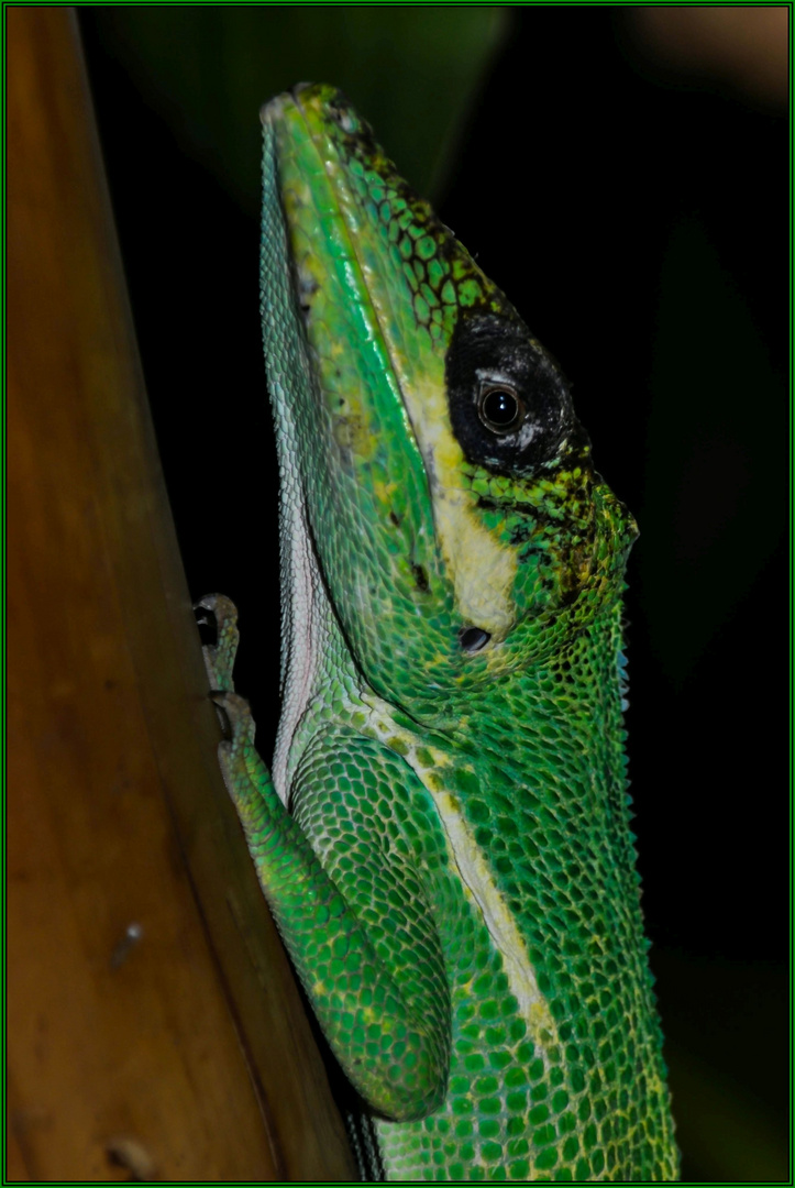 Anolis