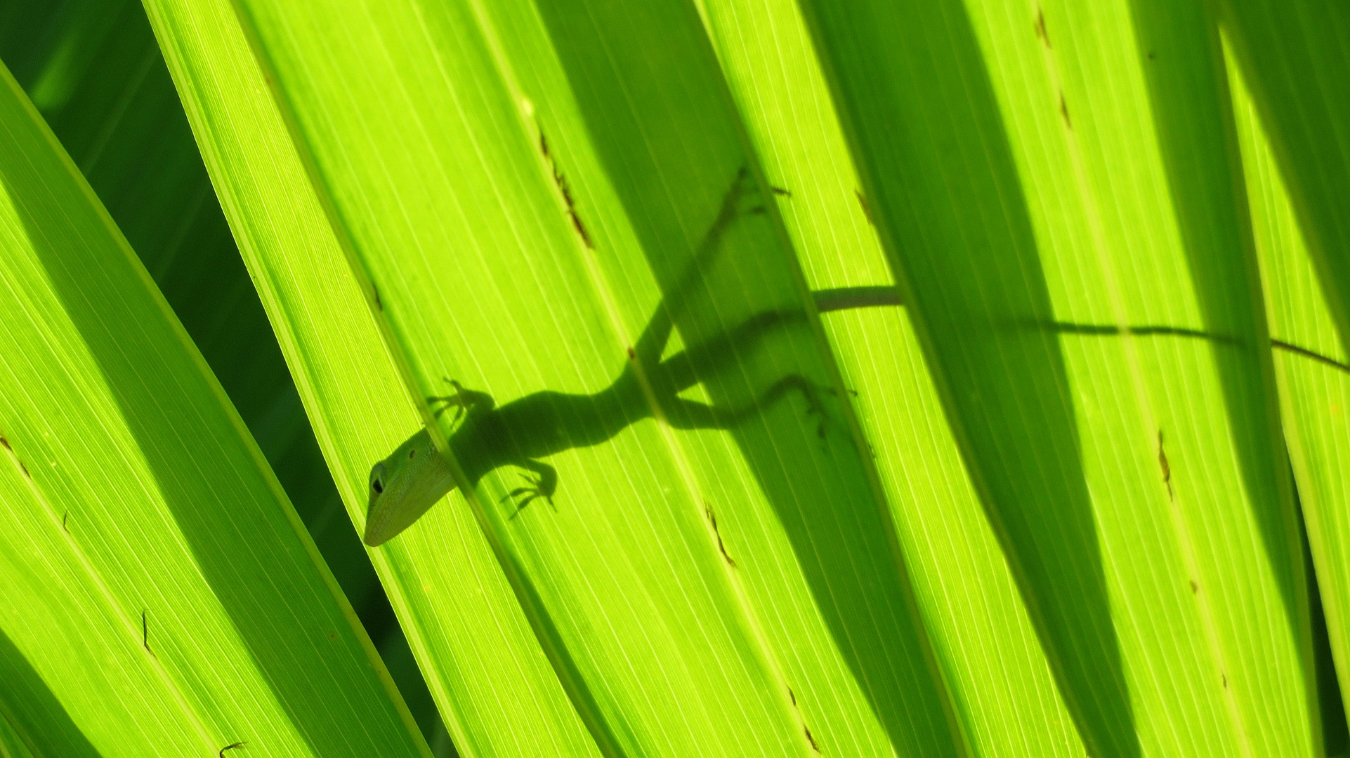 Anolis, Dominikanische Republik