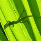 Anolis, Dominikanische Republik