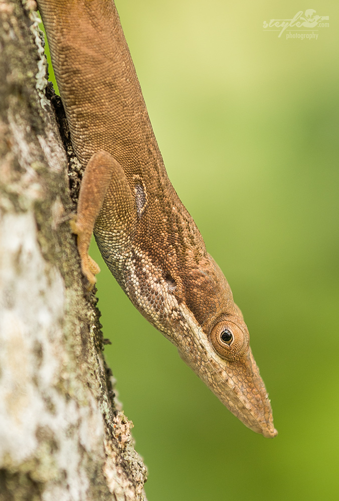 Anolis Echse (Anolis allisoni)