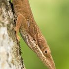 Anolis Echse (Anolis allisoni)