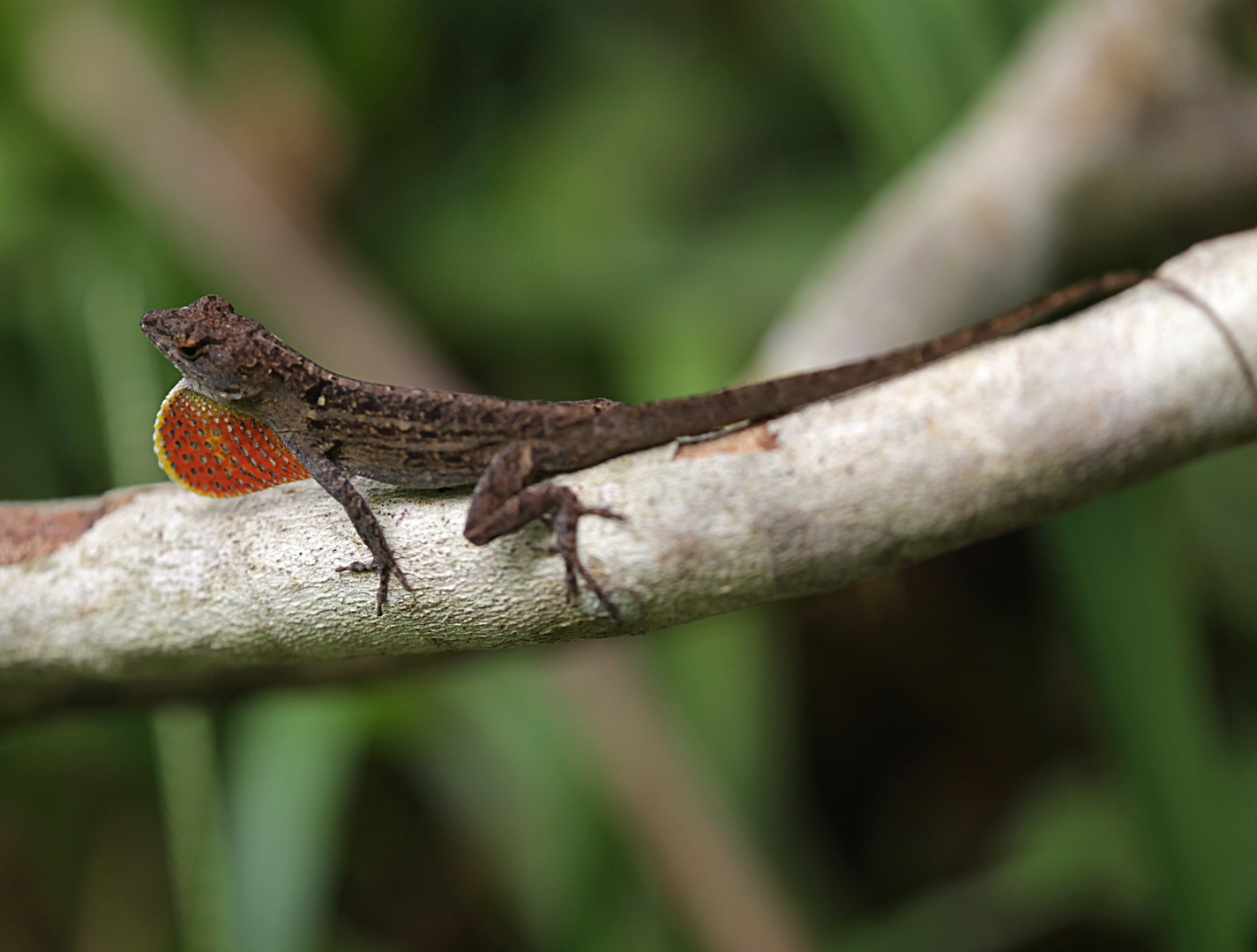 Anolis-Echse in einem Dschungel bei Trinidad