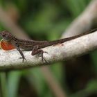 Anolis-Echse in einem Dschungel bei Trinidad