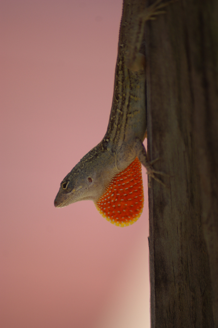 Anolis Echsen