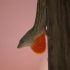 Anolis Echsen