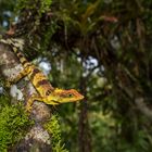 Anolis fraseri