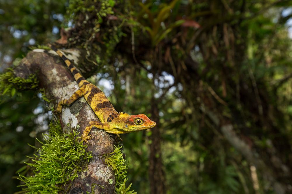 Anolis fraseri