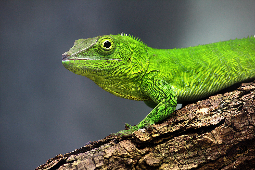 Anolis garmani