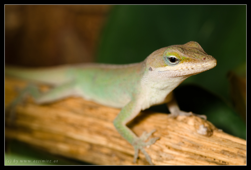 Anolis I