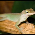 Anolis I