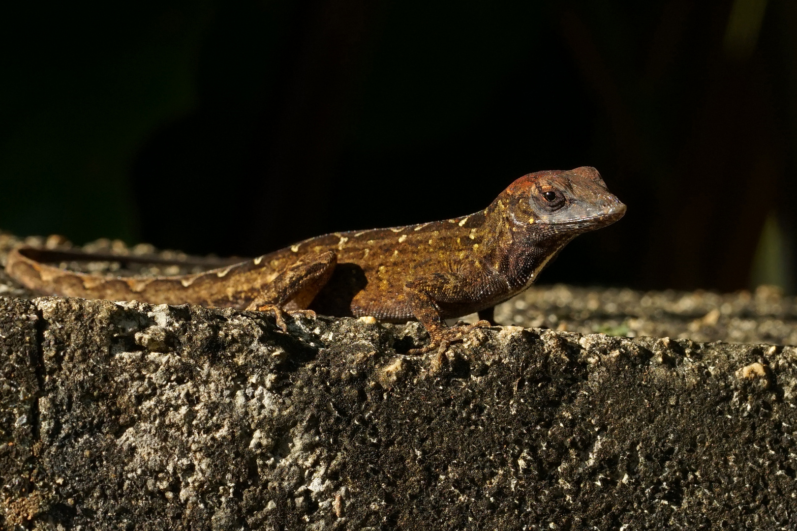 Anolis (Kauai)