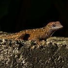 Anolis (Kauai)