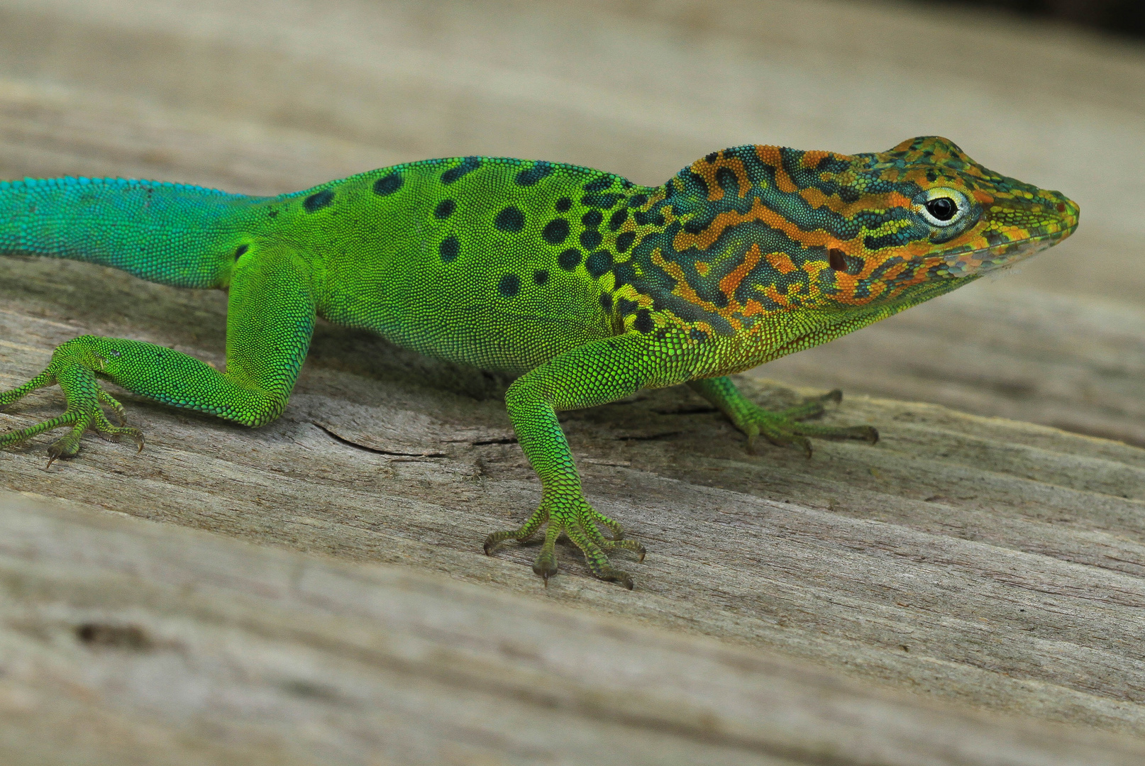 Anolis Marmoratus