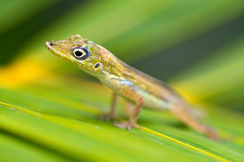 Anolis ~ Martinique