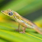 Anolis ~ Martinique