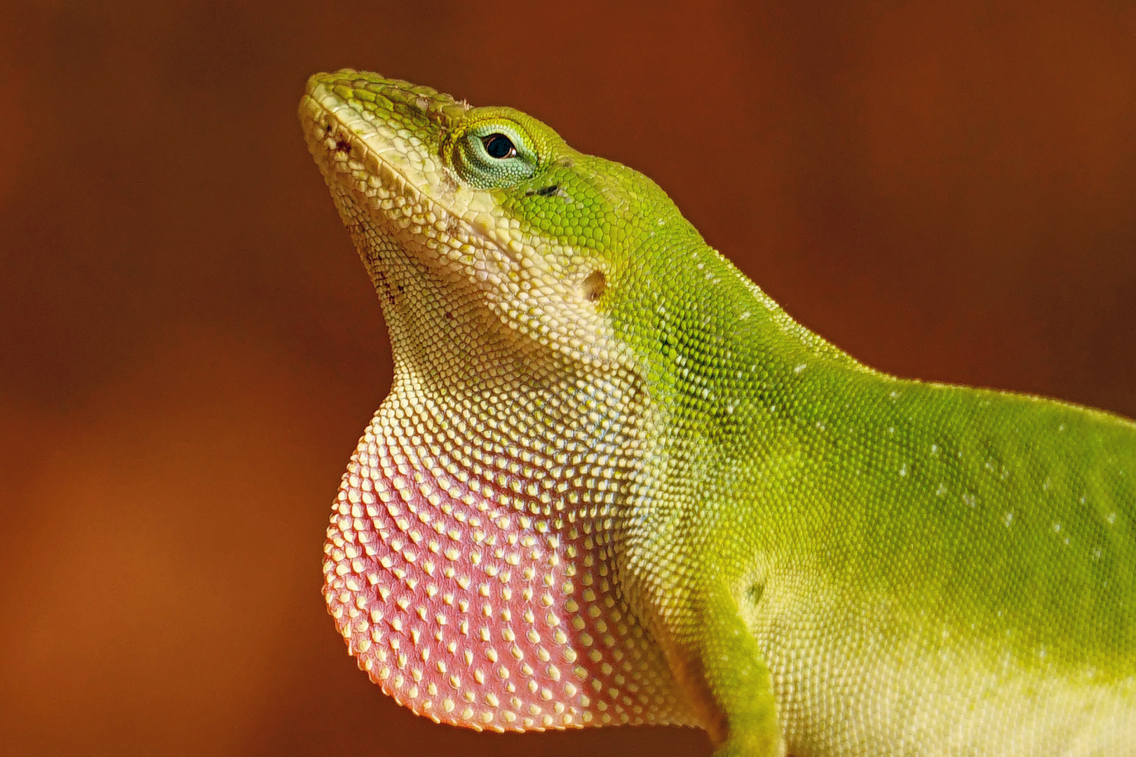 Anolis mit Kehlsack