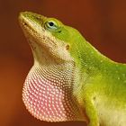 Anolis mit Kehlsack